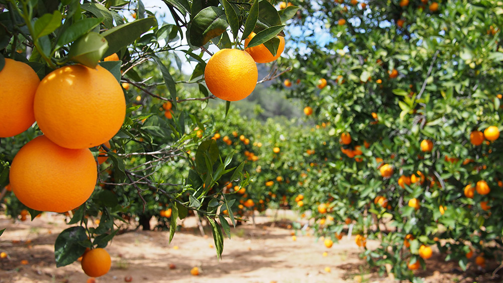 Rising Orange Juice Prices Signal Lucrative Investment Opportunity Amidst Supply Shortages 
